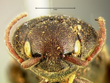 Media type: image;   Entomology 2362 Aspect: head frontal view